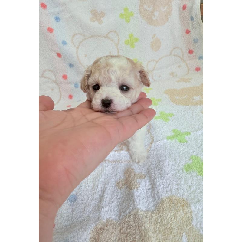 販売中の山形県のミックス犬-417956の5枚目