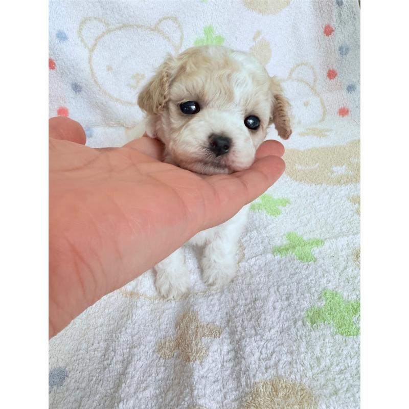 販売中の山形県のミックス犬-417956の4枚目