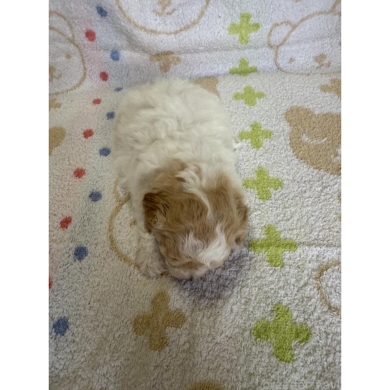 販売中の山形県のミックス犬-417956の3枚目
