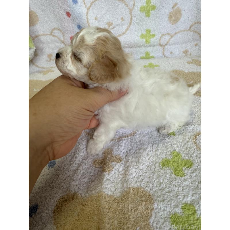販売中の山形県のミックス犬-417956の2枚目