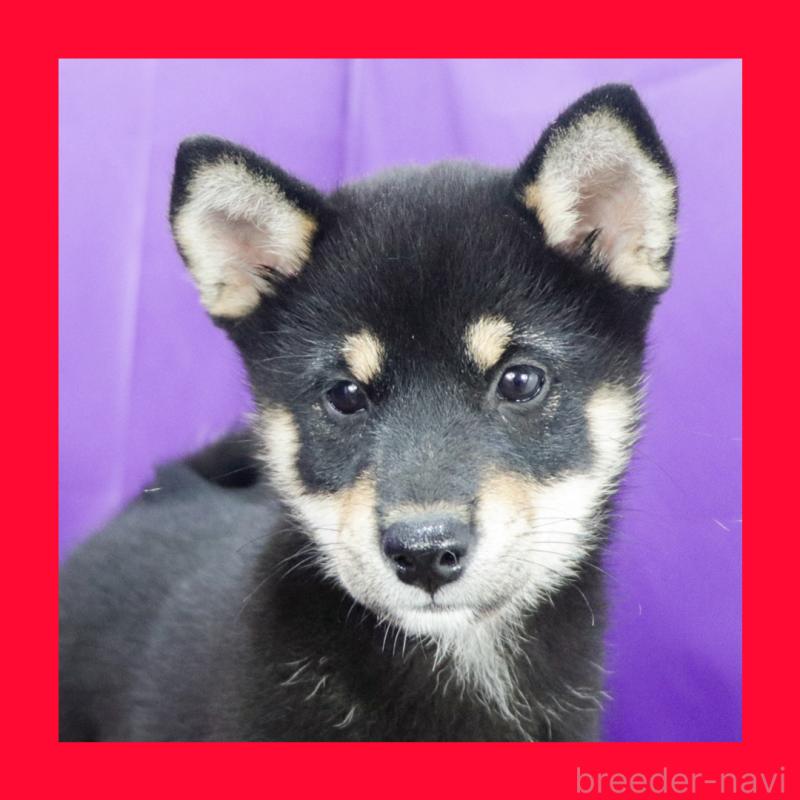 販売中の愛知県の柴犬-417957の1枚目
