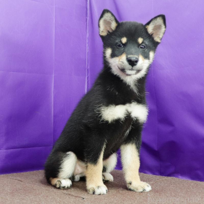 販売中の愛知県の柴犬-417957の3枚目