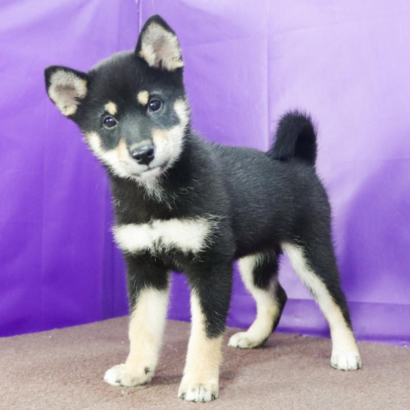 販売中の愛知県の柴犬-417957の2枚目