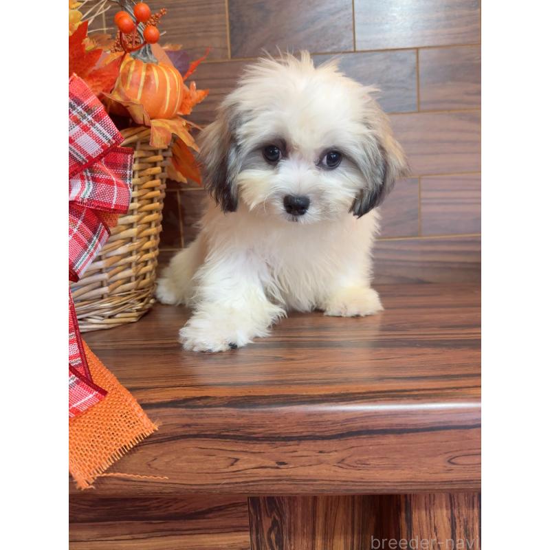 販売中の岐阜県のマルシーズー:マルチーズ×シーズー-402380の4枚目