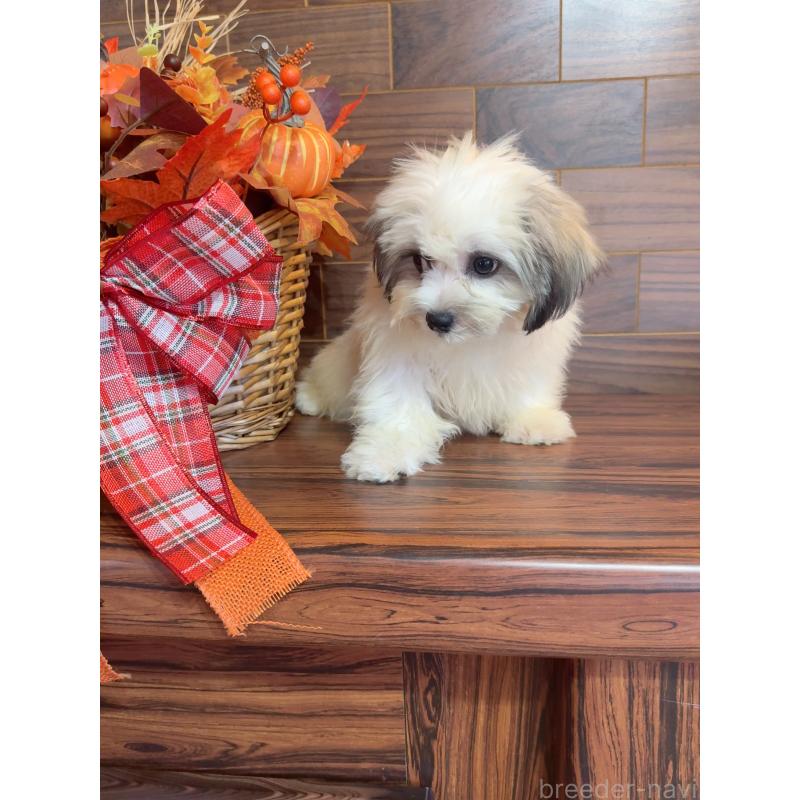 販売中の岐阜県のマルシーズー:マルチーズ×シーズー-402380の3枚目