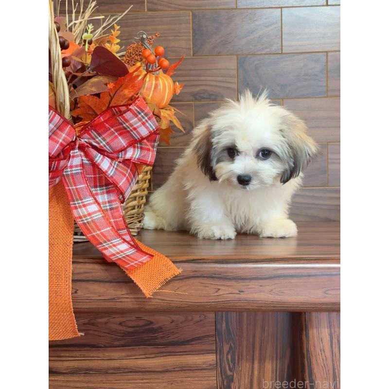 販売中の岐阜県のマルシーズー:マルチーズ×シーズー-402380の2枚目