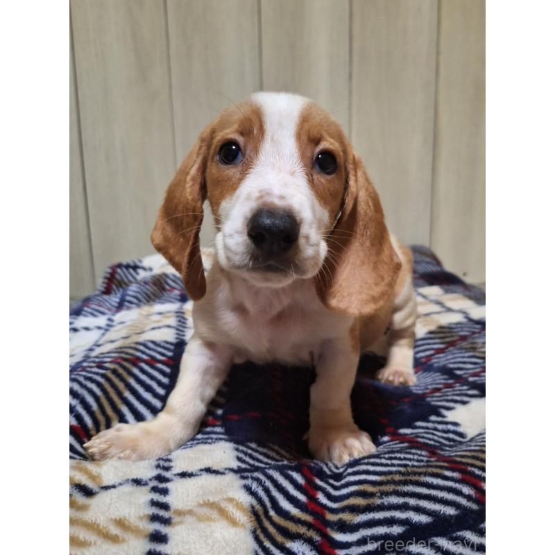 販売中の神奈川県のミックス犬-412991の12枚目