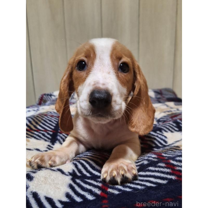 販売中の神奈川県のミックス犬-412991の10枚目