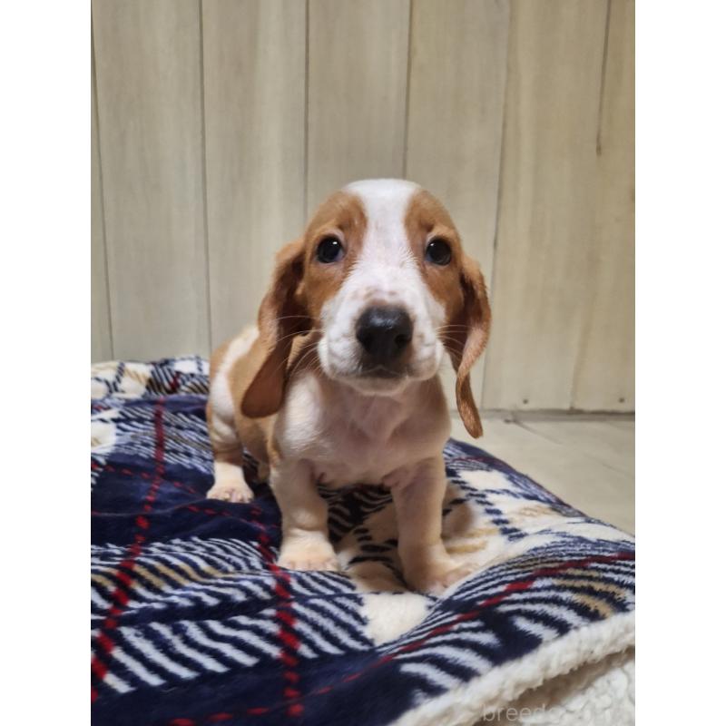販売中の神奈川県のミックス犬-412991の4枚目