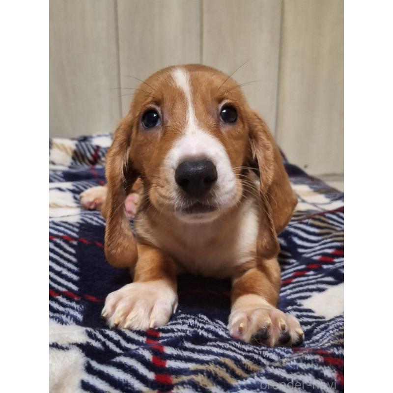 販売中の神奈川県のミックス犬-412994の12枚目