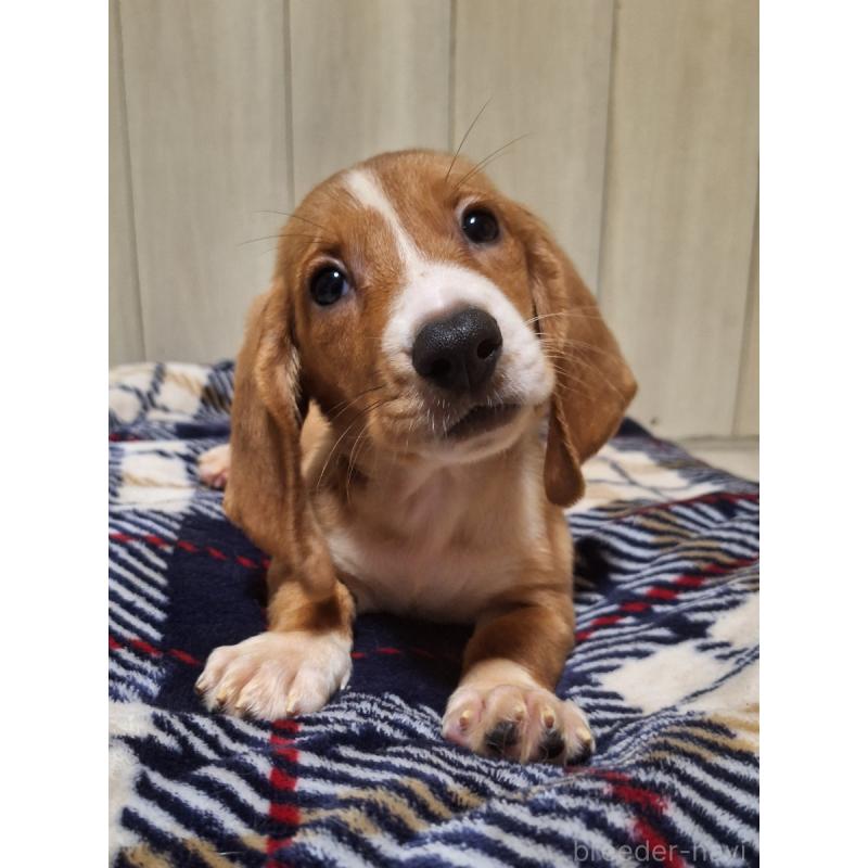 販売中の神奈川県のミックス犬-412994の11枚目