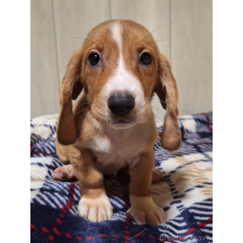 販売中の神奈川県のミックス犬-412994の10枚目