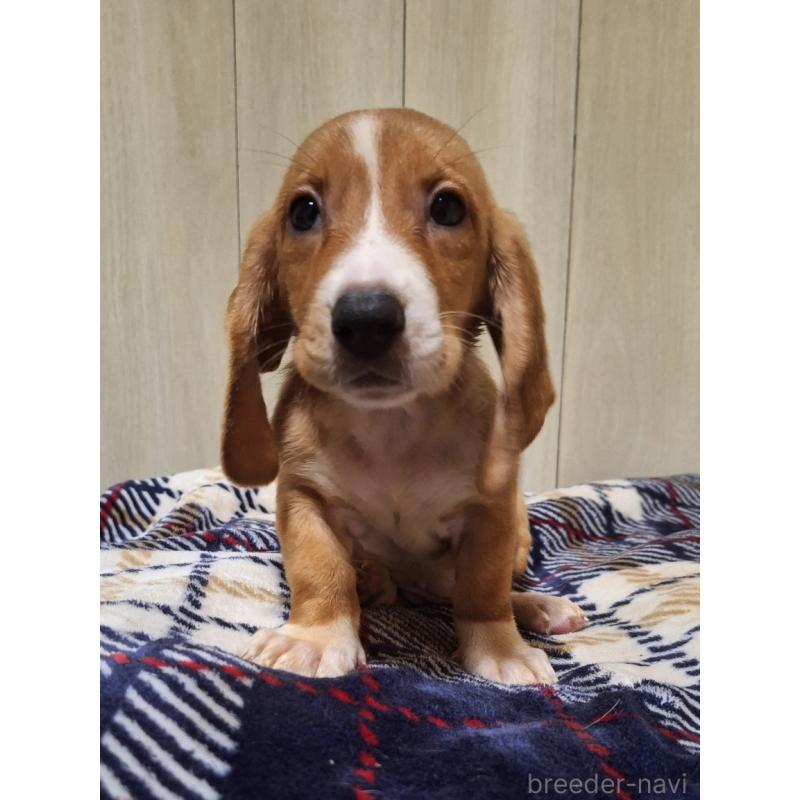 販売中の神奈川県のミックス犬-412994の9枚目