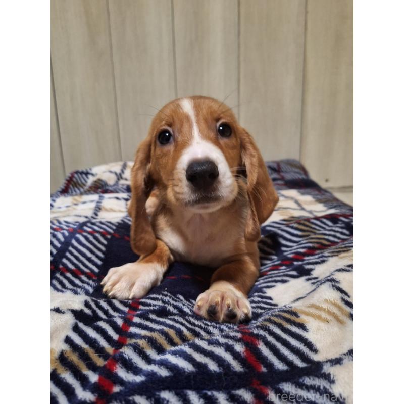 販売中の神奈川県のミックス犬-412994の6枚目