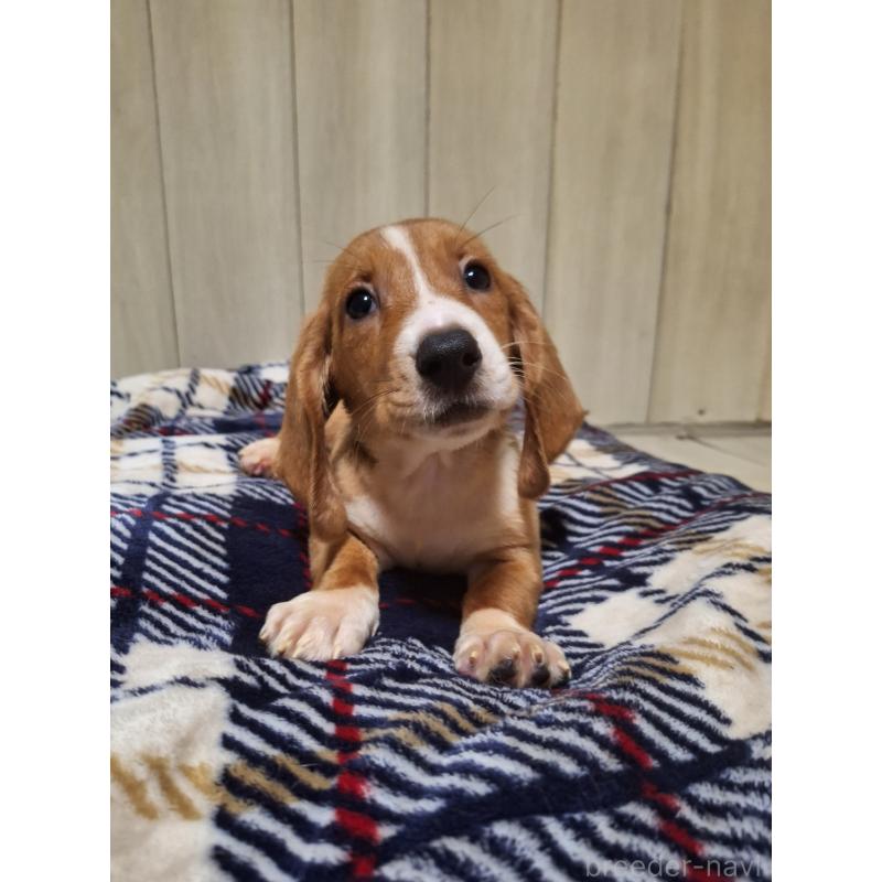 販売中の神奈川県のミックス犬-412994の5枚目