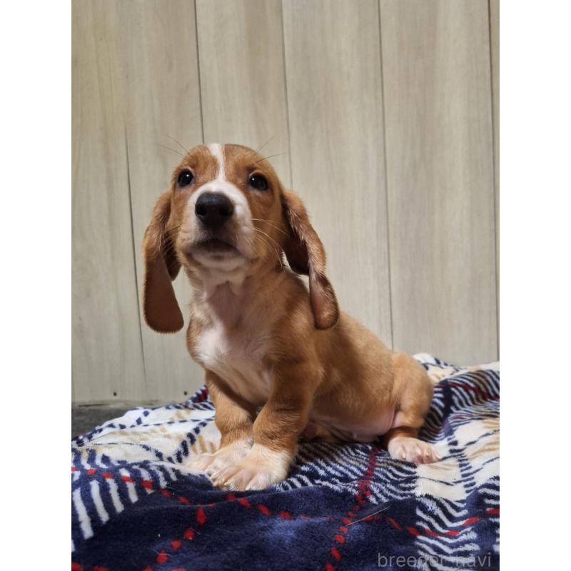 販売中の神奈川県のミックス犬-412994の4枚目