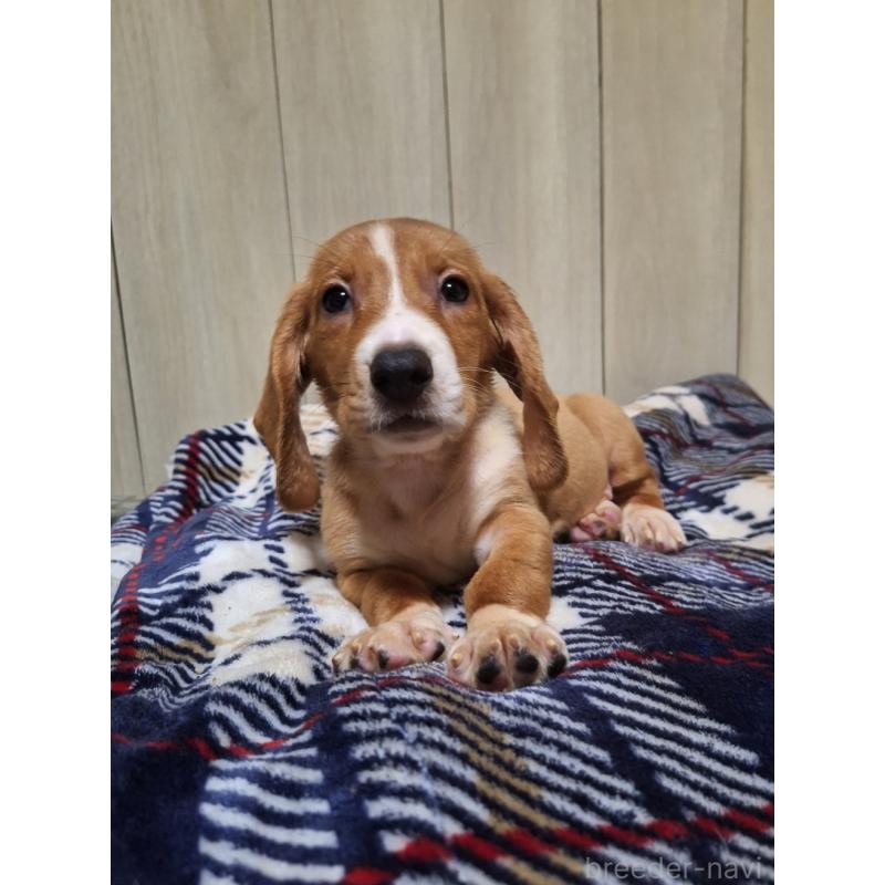 販売中の神奈川県のミックス犬-412994の3枚目