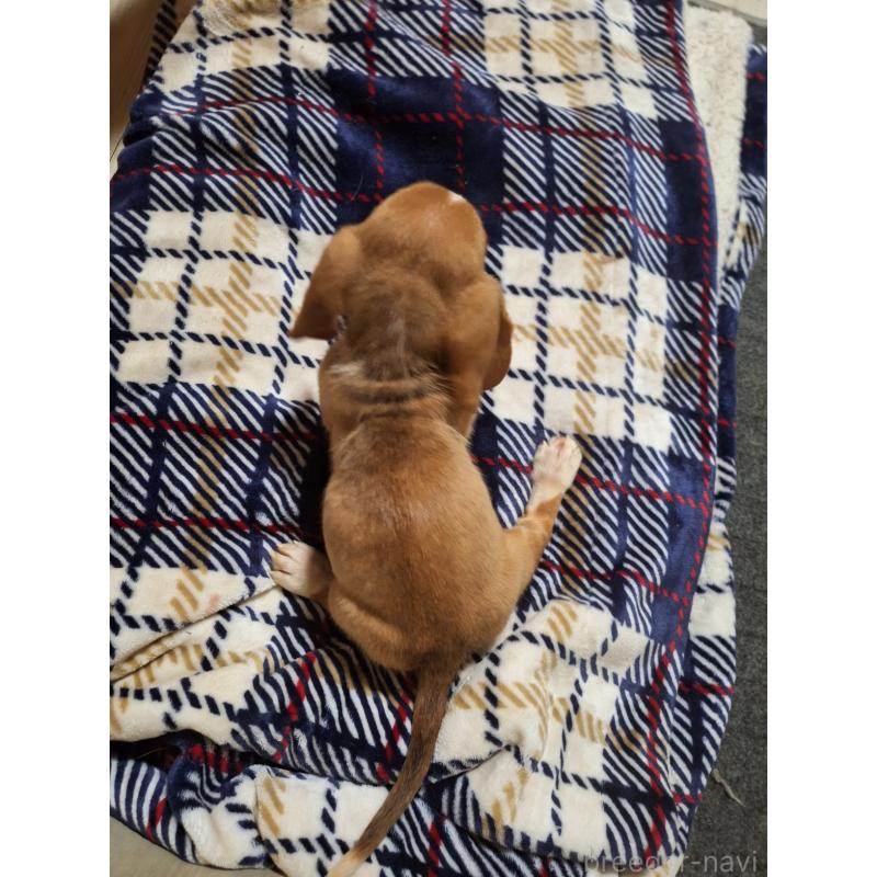 販売中の神奈川県のミックス犬-412994の2枚目
