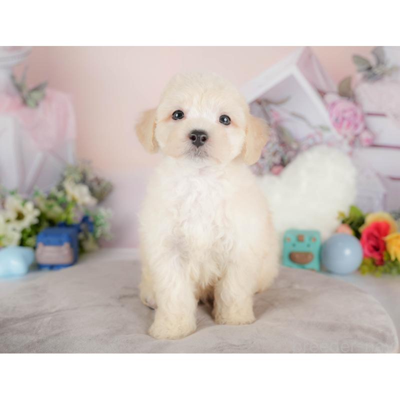 販売中の群馬県のマルプー:マルチーズ×トイプードル-418073