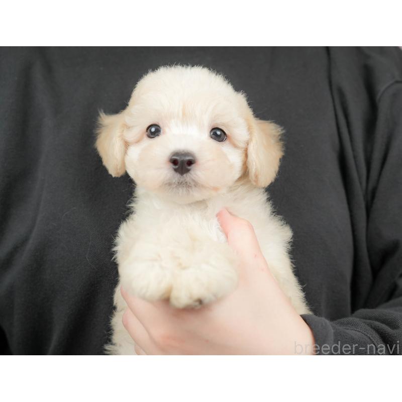 販売中の群馬県のマルプー:マルチーズ×トイプードル-418073の8枚目