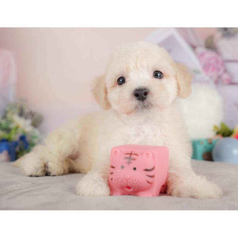 販売中の群馬県のマルプー:マルチーズ×トイプードル-418073の7枚目