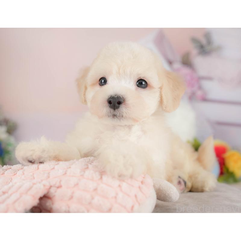 販売中の群馬県のマルプー:マルチーズ×トイプードル-418073の5枚目