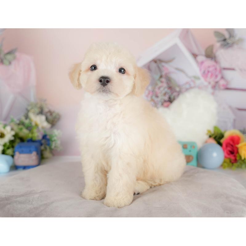 販売中の群馬県のマルプー:マルチーズ×トイプードル-418073の3枚目