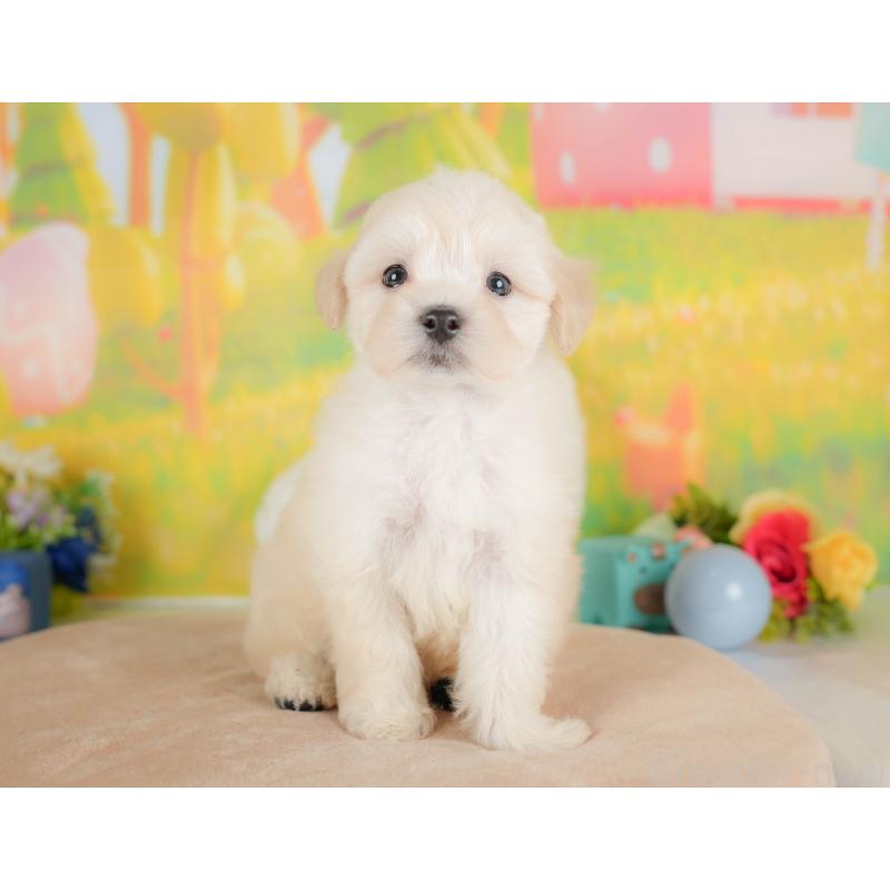 販売中の群馬県のマルプー:マルチーズ×トイプードル-418069の5枚目