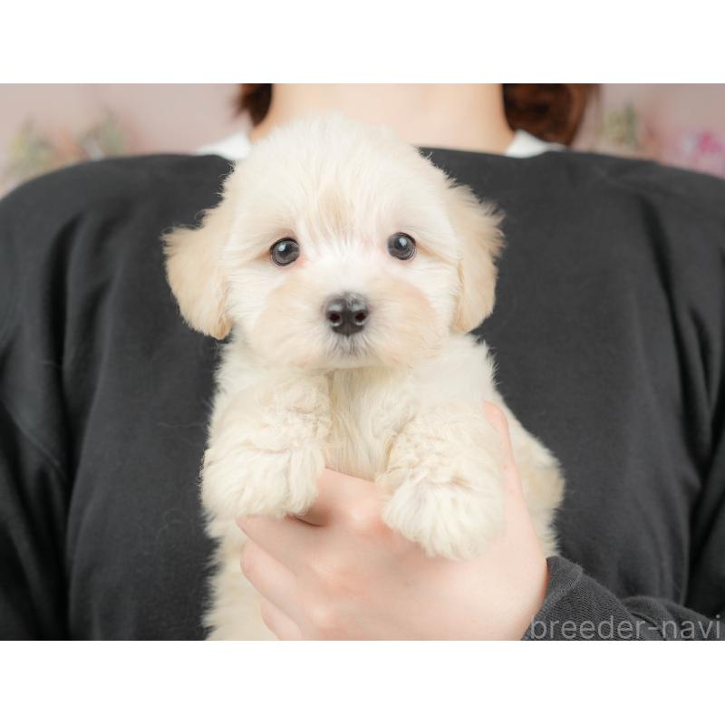 販売中の群馬県のマルプー:マルチーズ×トイプードル-418066の9枚目