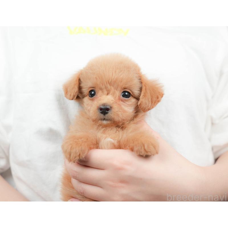 販売中の群馬県のチワプー:チワワ×トイプードル-418061の9枚目
