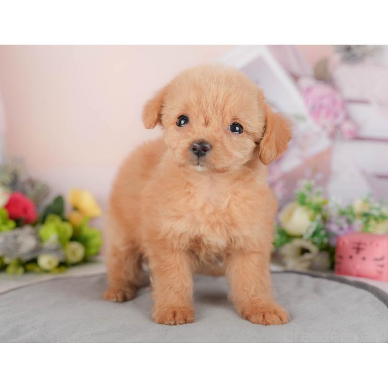 販売中の群馬県のチワプー:チワワ×トイプードル-418061の3枚目