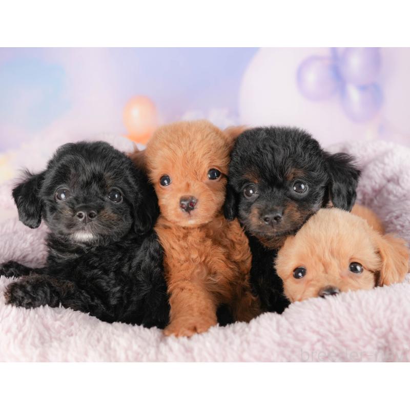 販売中の群馬県のチワプー:チワワ×トイプードル-418055の6枚目