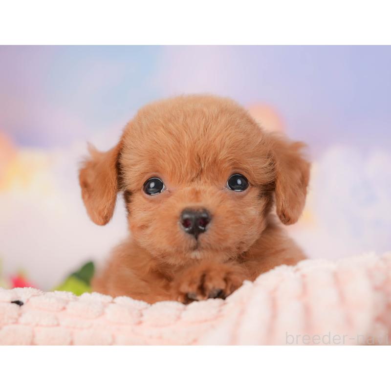 販売中の群馬県のチワプー:チワワ×トイプードル-418051