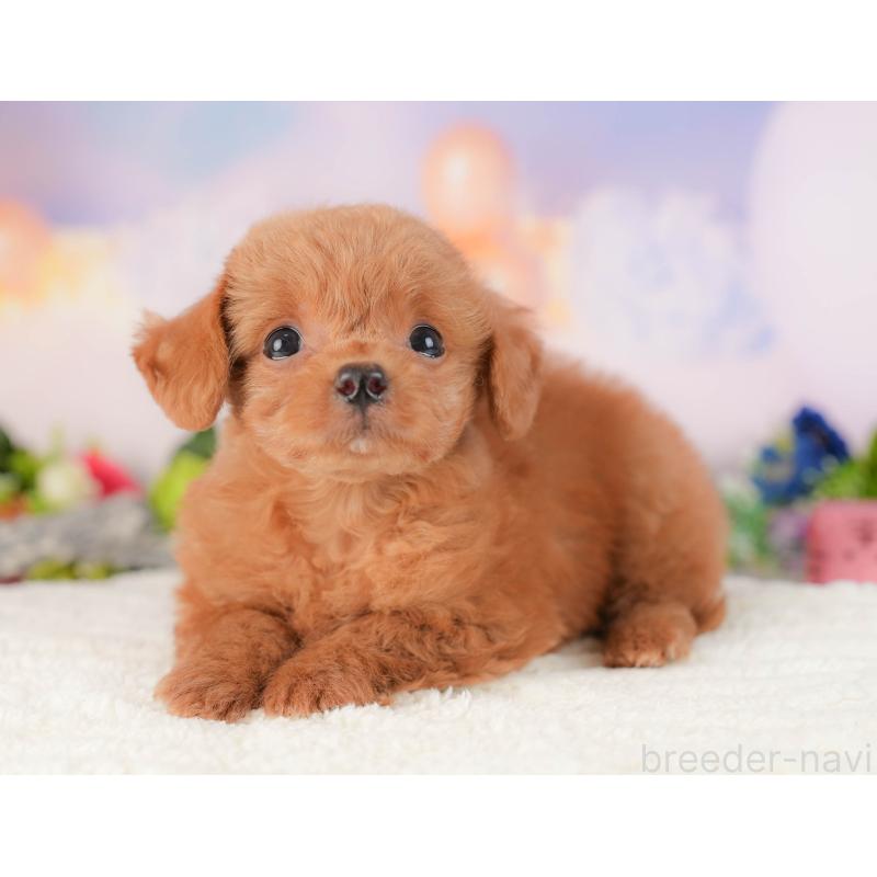 販売中の群馬県のチワプー:チワワ×トイプードル-418051の4枚目