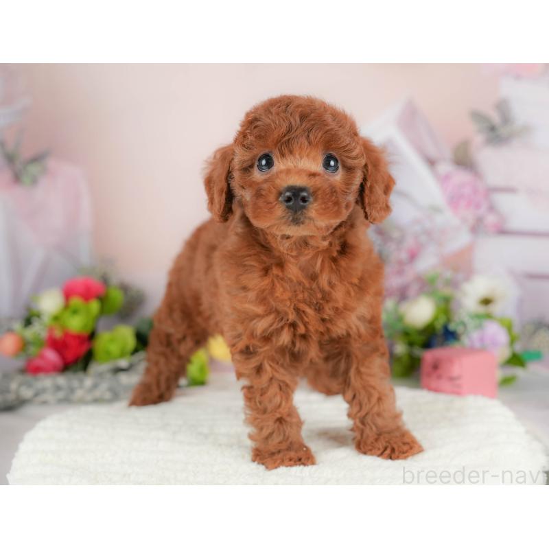 販売中の群馬県のトイプードル-418037の2枚目