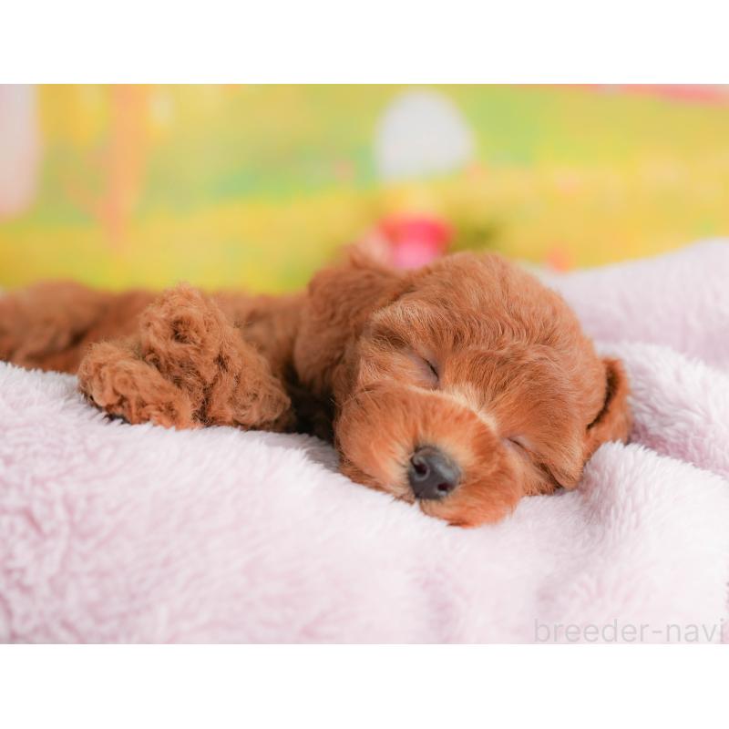 販売中の群馬県のトイプードル-418020の2枚目