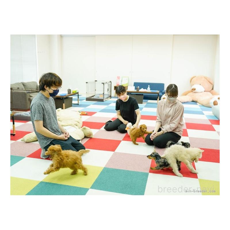 販売中の東京都のカニンヘンダックスフンド(ロングヘアード)-419635の13枚目