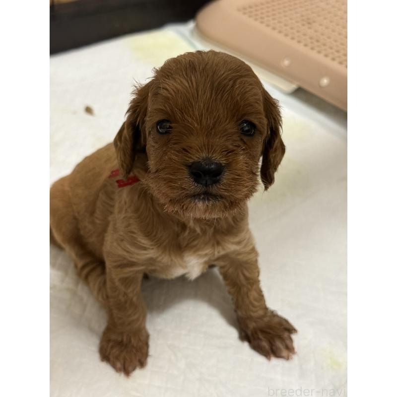 成約済の埼玉県のコッカプー:アメリカンコッカースパニエル×トイプードル-413535の4枚目