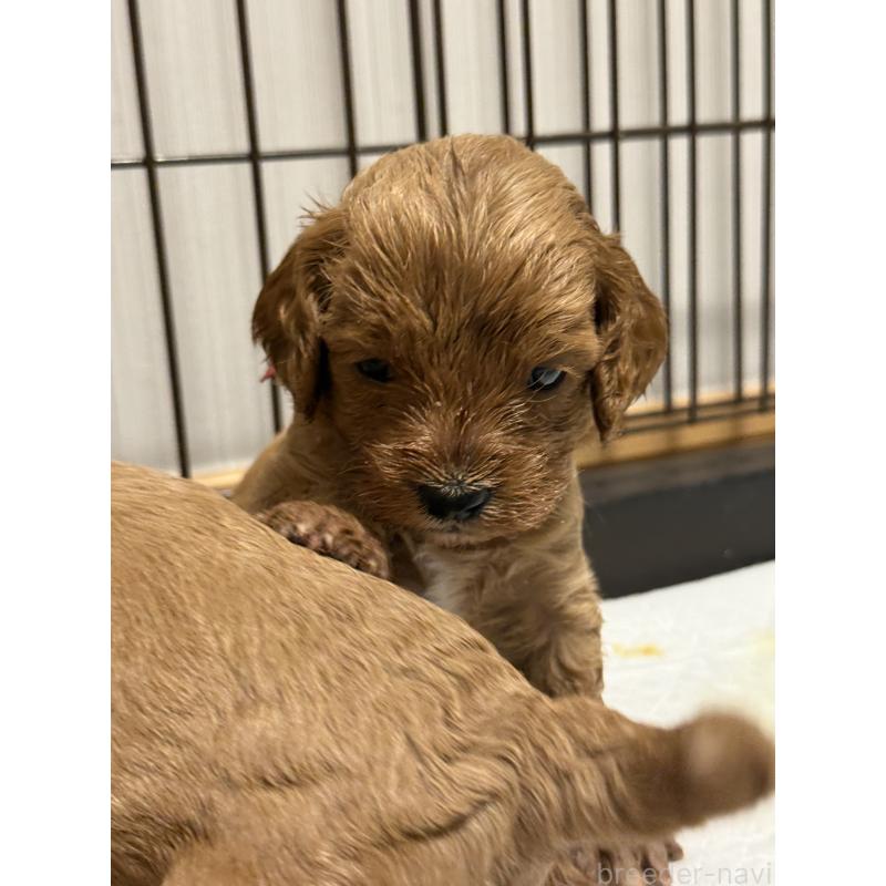 成約済の埼玉県のコッカプー:アメリカンコッカースパニエル×トイプードル-413535の3枚目
