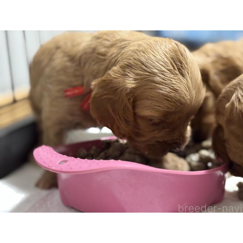 成約済の埼玉県のコッカプー:アメリカンコッカースパニエル×トイプードル-413535の2枚目