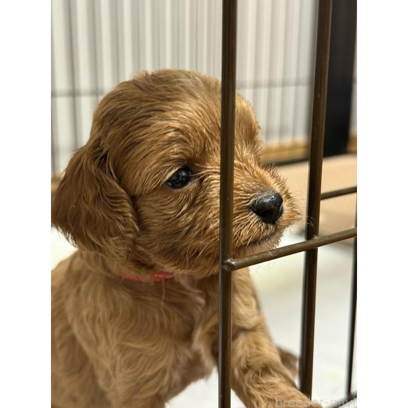 成約済の埼玉県のコッカプー:アメリカンコッカースパニエル×トイプードル-413536の4枚目