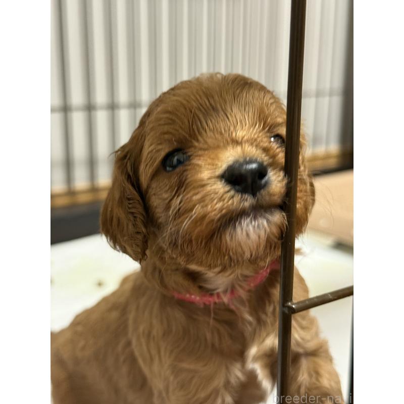 成約済の埼玉県のコッカプー:アメリカンコッカースパニエル×トイプードル-413536の3枚目