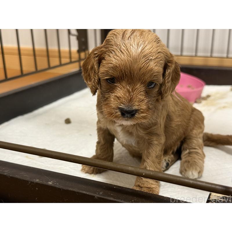 成約済の埼玉県のコッカプー:アメリカンコッカースパニエル×トイプードル-413536の2枚目