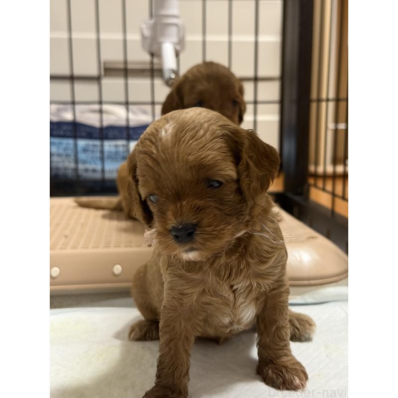 成約済の埼玉県のコッカプー:アメリカンコッカースパニエル×トイプードル-413534の4枚目