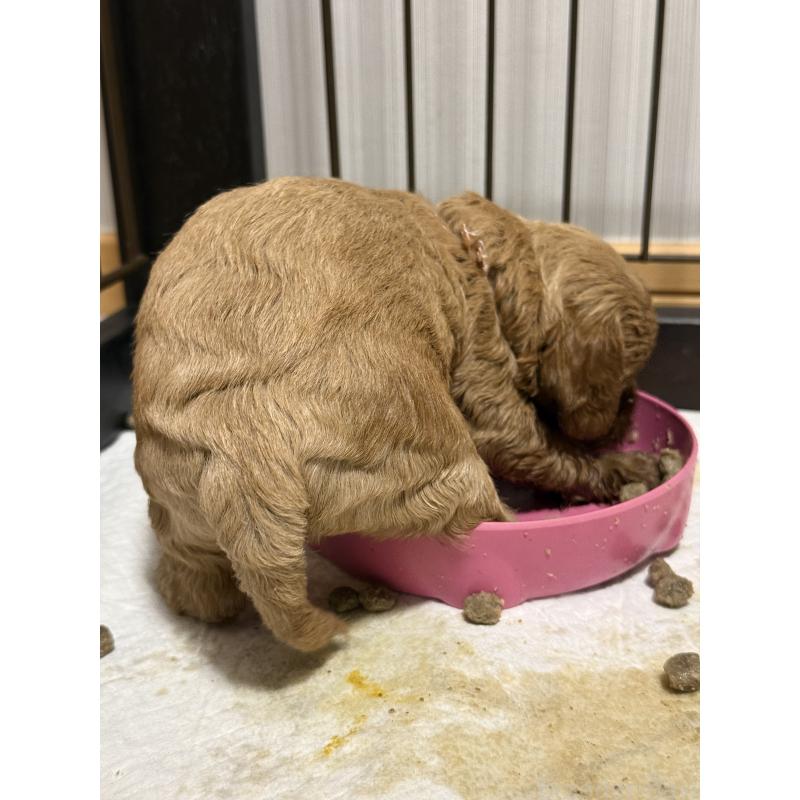 成約済の埼玉県のコッカプー:アメリカンコッカースパニエル×トイプードル-413534の3枚目