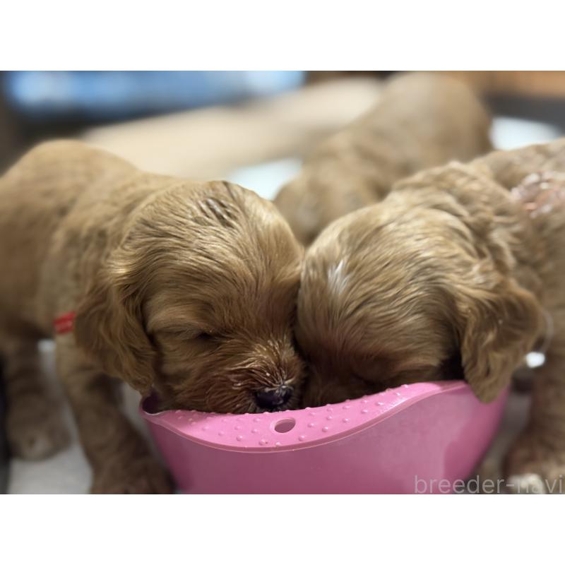 成約済の埼玉県のコッカプー:アメリカンコッカースパニエル×トイプードル-413534の2枚目