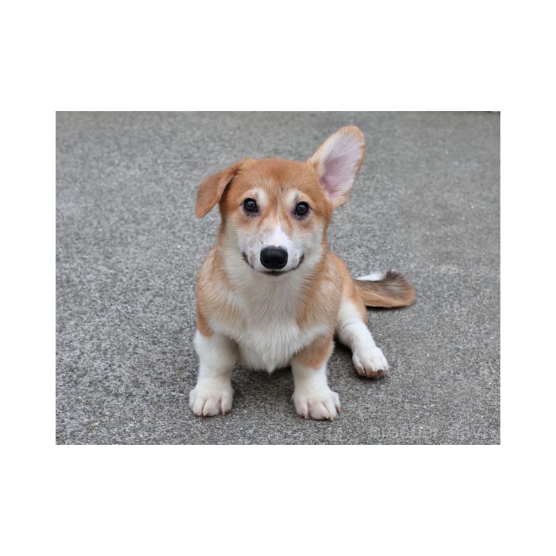 販売中の兵庫県のウェルシュコーギーペンブローク-396939