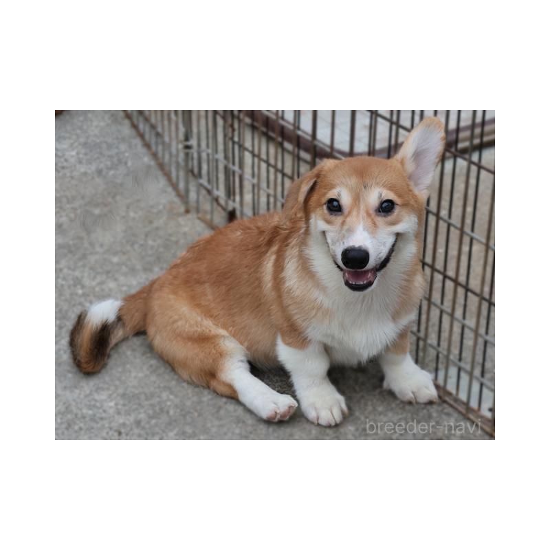 販売中の兵庫県のウェルシュコーギーペンブローク-396939の3枚目