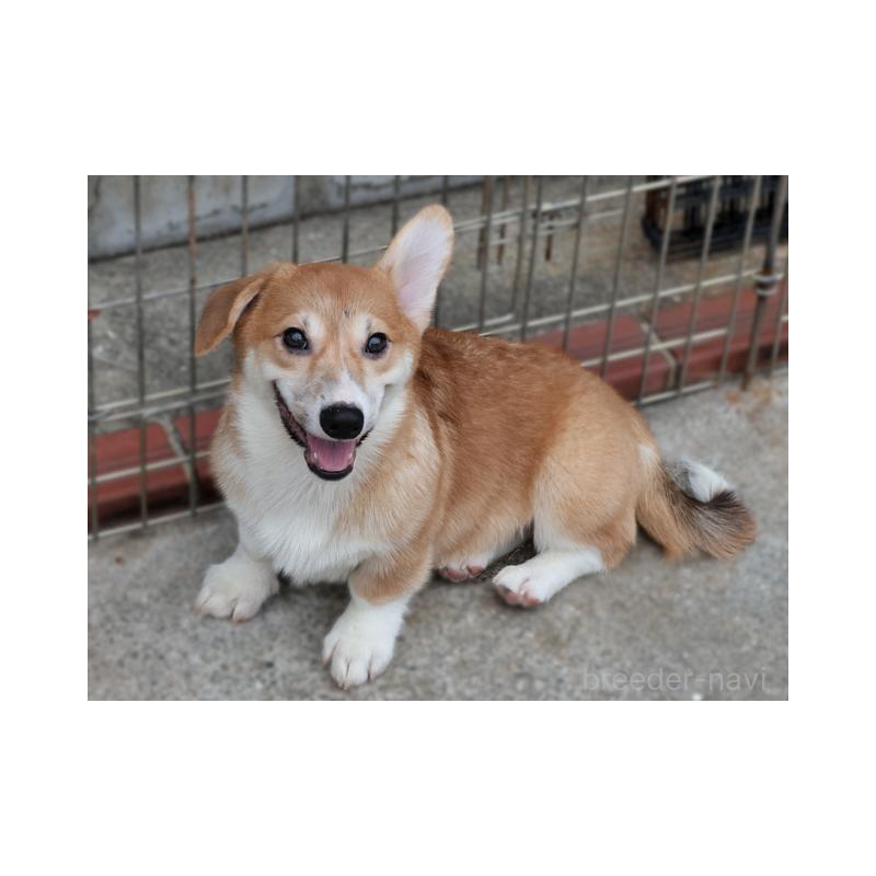 販売中の兵庫県のウェルシュコーギーペンブローク-396939の2枚目