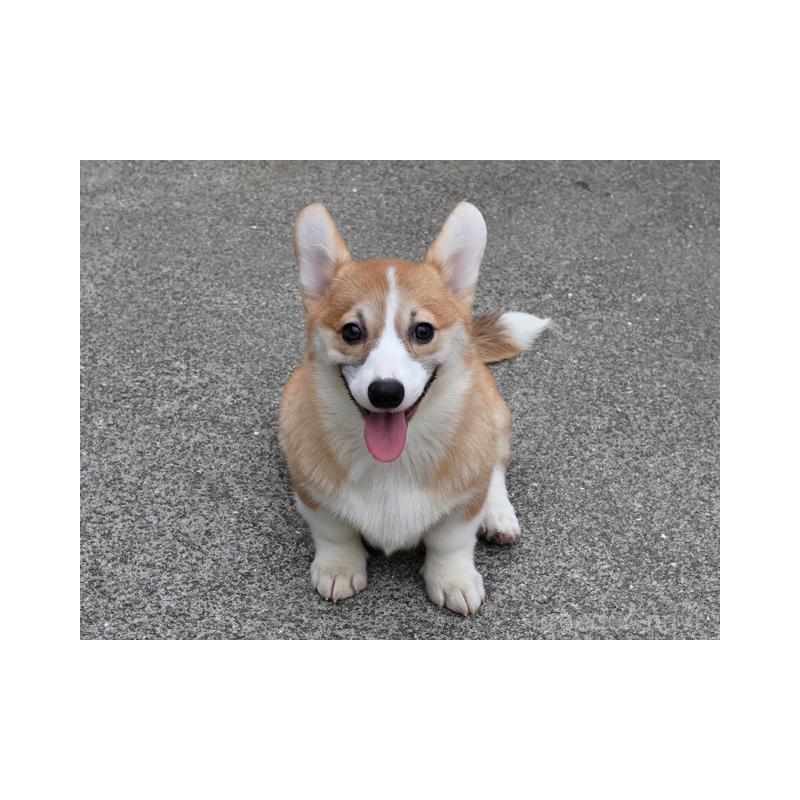 成約済の兵庫県のウェルシュコーギーペンブローク-396933の1枚目